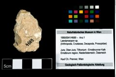 Foto (Objekt + Etikett) von Laeviprosopon sp.  (NHMW-GEO-1990-0041-4689)